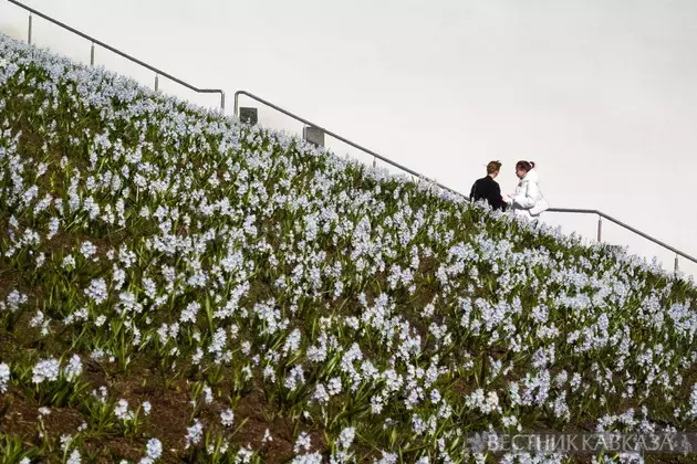 Primroses in Moscow 2025: how crocuses, chionodoxas and coltsfoot bloomed