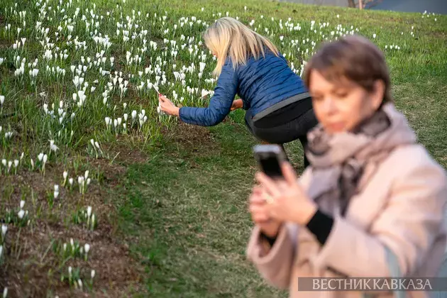 Primroses in Moscow 2025: how crocuses, chionodoxas and coltsfoot bloomed