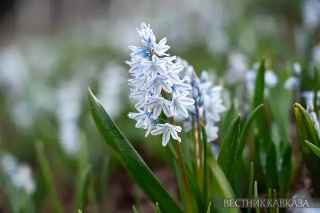 Primroses in Moscow 2025: how crocuses, chionodoxas and coltsfoot bloomed