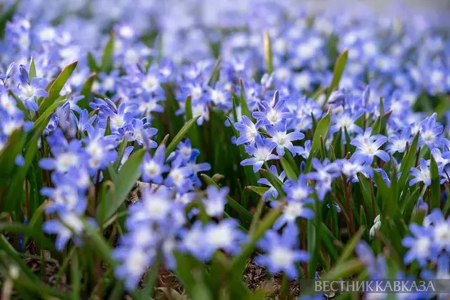 Primroses in Moscow 2025: how crocuses, chionodoxas and coltsfoot bloomed