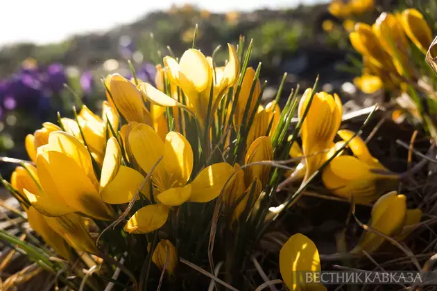 Primroses in Moscow 2025: how crocuses, chionodoxas and coltsfoot bloomed