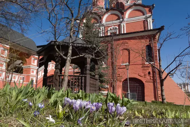 Primroses in Moscow 2025: how crocuses, chionodoxas and coltsfoot bloomed