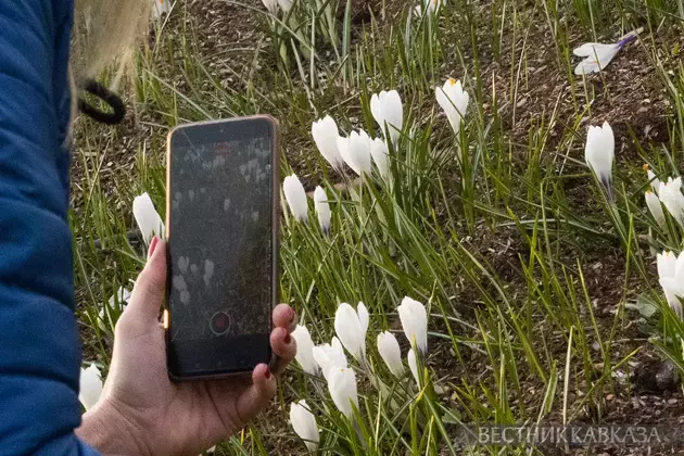 Primroses in Moscow 2025: how crocuses, chionodoxas and coltsfoot bloomed