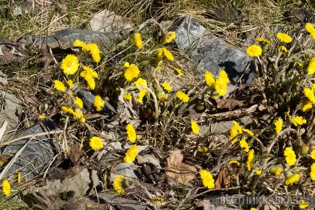 Primroses in Moscow 2025: how crocuses, chionodoxas and coltsfoot bloomed