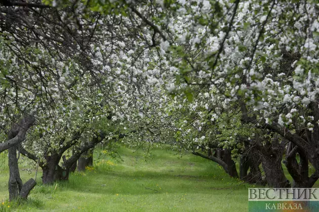 Türkiye left without fruit harvest