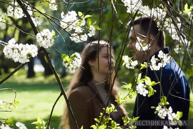 Moscow in bloom:  delicate apple trees, cherries, lilacs and bird cherry