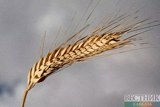 Grain yields increase in North Ossetia