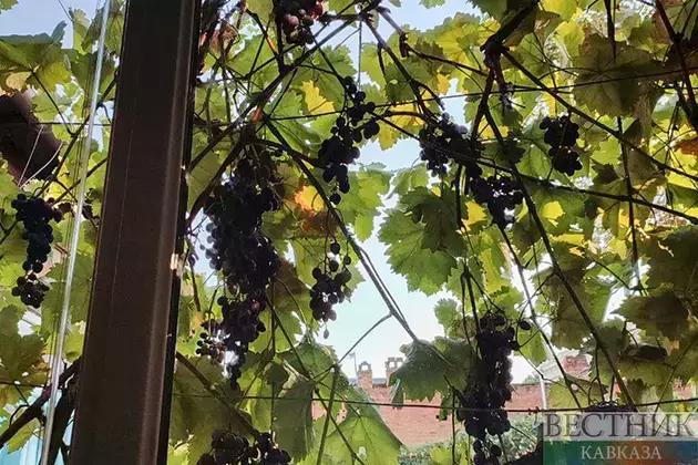 Kakheti wineries process nearly 60,000 tons of grapes