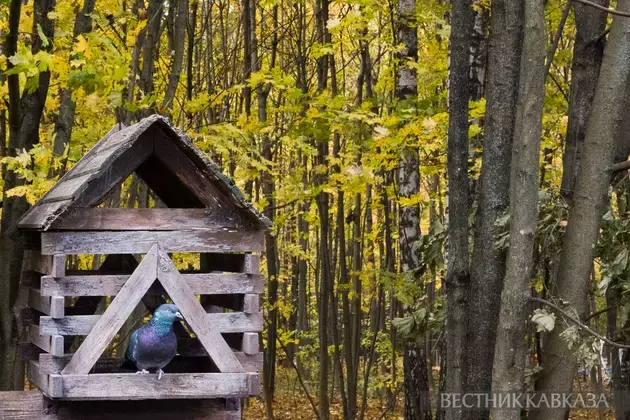 Moscow's Golden Autumn 2025 in photos