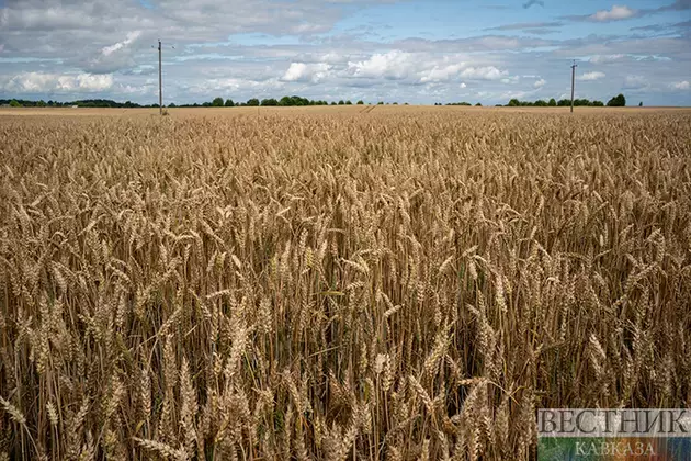 Kuban looses 2.5 mln tons of grain due to elements