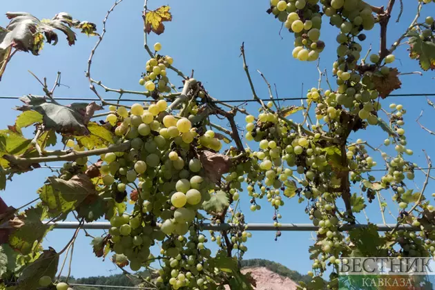 Frost and drought partially destroyed Crimean grapes