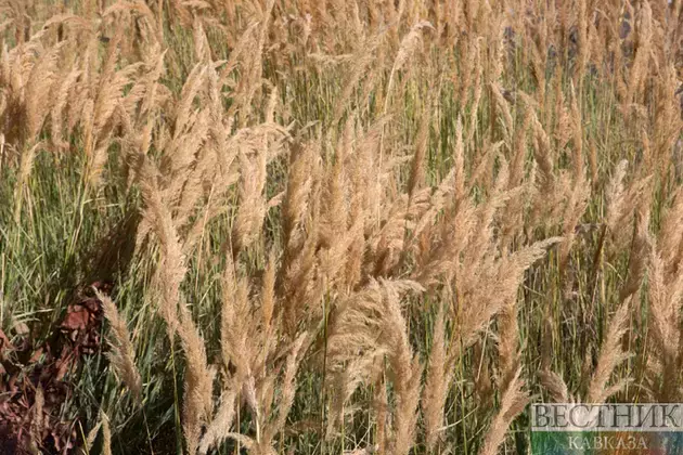 Baku, Tbilisi to expand agricultural cooperation