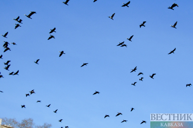 Several thousand birds injured by fuel oil rescued in Kuban