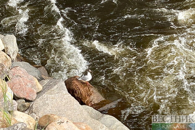 Birds affected by fuel oil released into the wild in Anapa