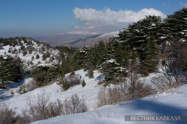 Ливанский кедр