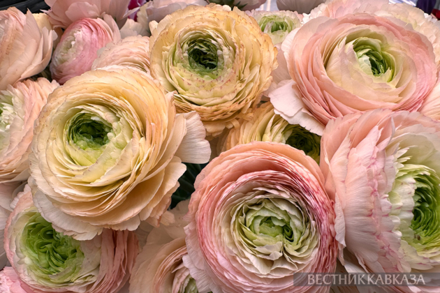 March 8 in Moscow: What flowers are given on International Women's Day?