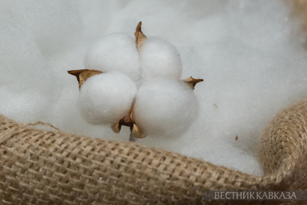 Azerbaijan's cotton export revenue significantly rises in early 2026