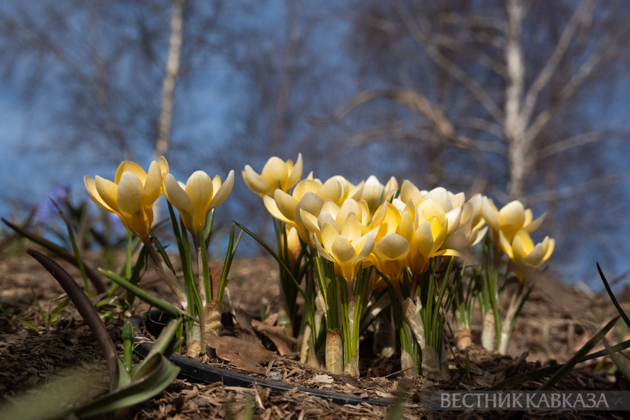 Primroses in Zaryadye: How spring came to Moscow