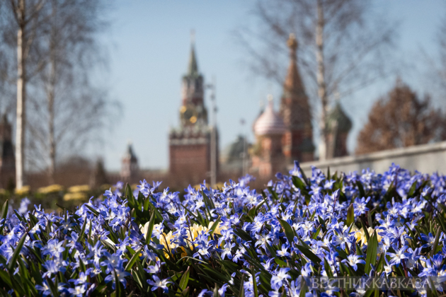 Primroses in Zaryadye: How spring came to Moscow