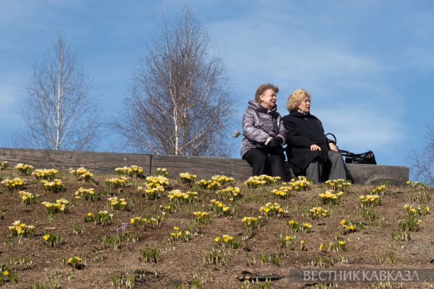 Primroses in Zaryadye: How spring came to Moscow