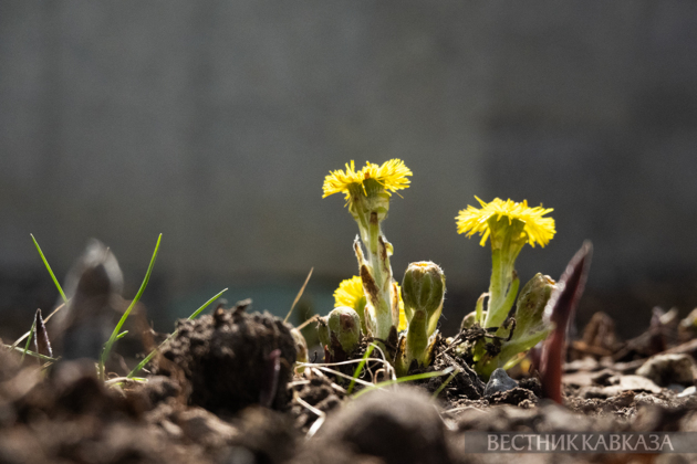 Primroses in Zaryadye: How spring came to Moscow