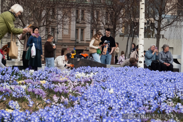 Primroses in Zaryadye: How spring came to Moscow
