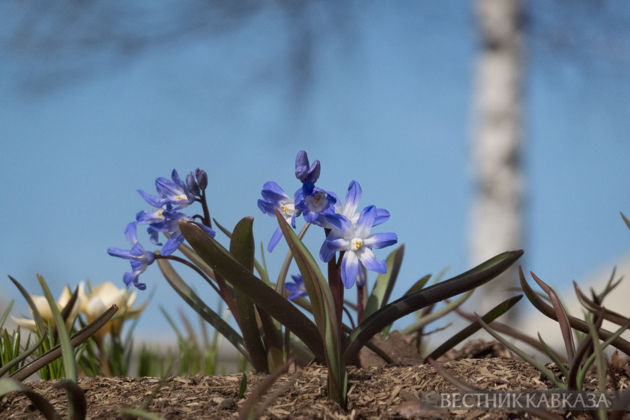 Primroses in Zaryadye: How spring came to Moscow