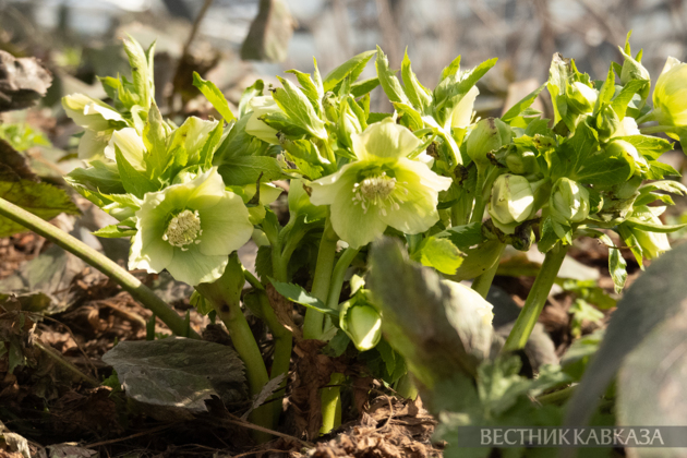 Primroses in Zaryadye: How spring came to Moscow