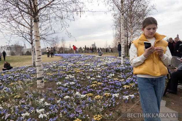 Primroses in Zaryadye: How spring came to Moscow