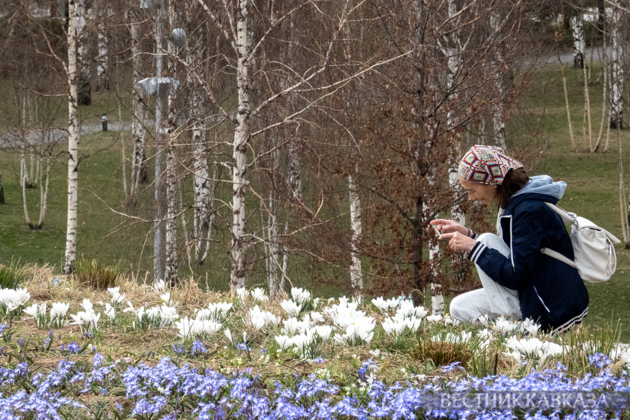 Primroses in Zaryadye: How spring came to Moscow