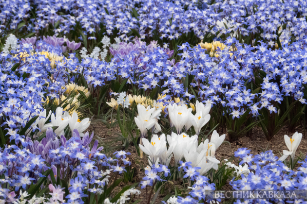 Primroses in Zaryadye: How spring came to Moscow