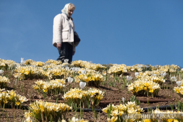 Primroses in Zaryadye: How spring came to Moscow