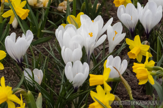 Primroses in Zaryadye: How spring came to Moscow