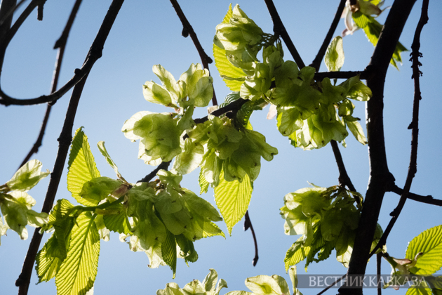Spring in Moscow 2026: Lilacs, Apple and Cherry Blossoms, and Tulips in Russia's capital