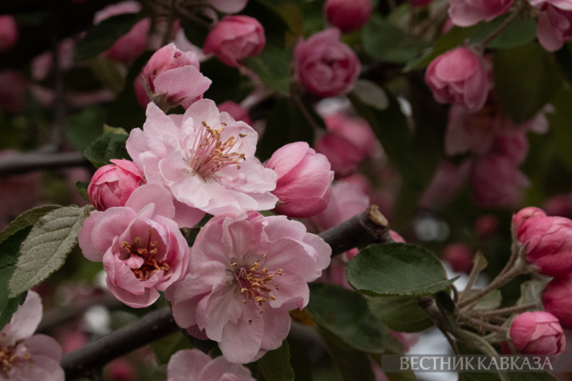 Spring in Moscow 2026: Lilacs, Apple and Cherry Blossoms, and Tulips in Russia's capital