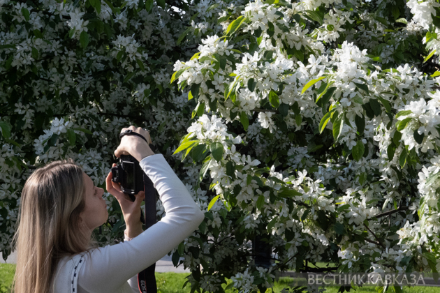 Spring in Moscow 2026: Lilacs, Apple and Cherry Blossoms, and Tulips in Russia's capital