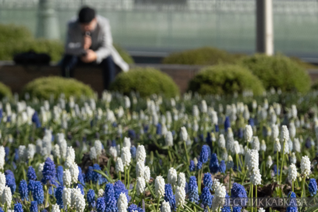 Spring in Moscow 2026: Lilacs, Apple and Cherry Blossoms, and Tulips in Russia's capital