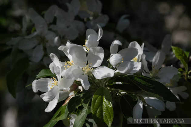 Spring in Moscow 2026: Lilacs, Apple and Cherry Blossoms, and Tulips in Russia's capital