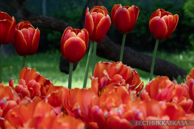 Spring in Moscow 2026: Lilacs, Apple and Cherry Blossoms, and Tulips in Russia's capital