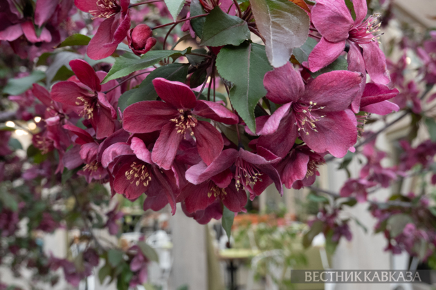 Spring in Moscow 2026: Lilacs, Apple and Cherry Blossoms, and Tulips in Russia's capital