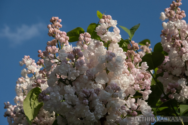 Spring in Moscow 2026: Lilacs, Apple and Cherry Blossoms, and Tulips in Russia's capital