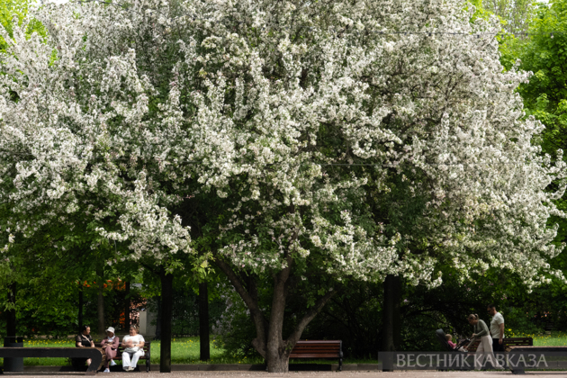 Spring in Moscow 2026: Lilacs, Apple and Cherry Blossoms, and Tulips in Russia's capital