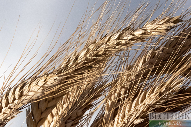 Nearly 500 tons of Russian grain shipped via Azerbaijan to Armenia