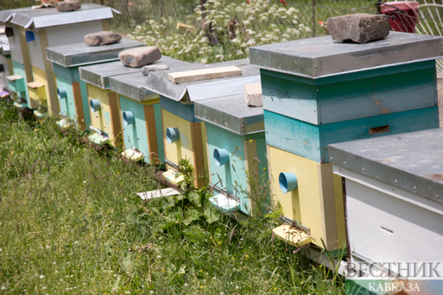 Azerbaijan to develop beekeeping in Karabakh