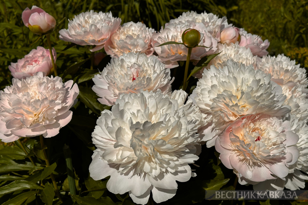 Peonies blooming
