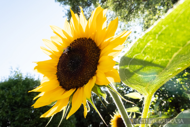 Rosselkhoznadzor asks Kazakhstan to halt sunflower seed exports until 2027