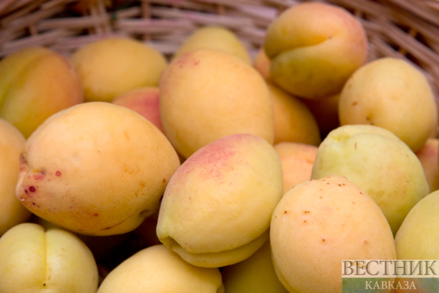 Armenian apricots spoiled en route to Spain