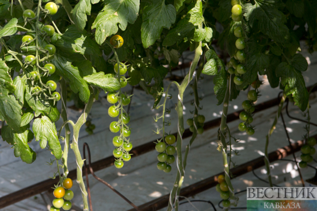 Moscow and Baku discuss expanding agricultural cooperation