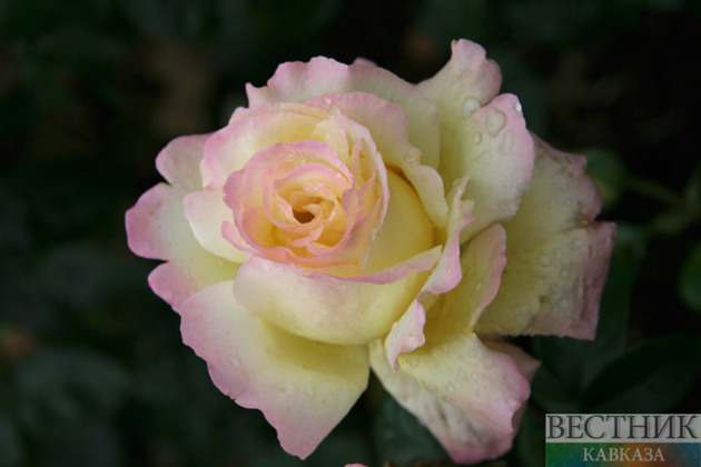 Rosselkhoznadzor stops import of Armenian roses from Belarus