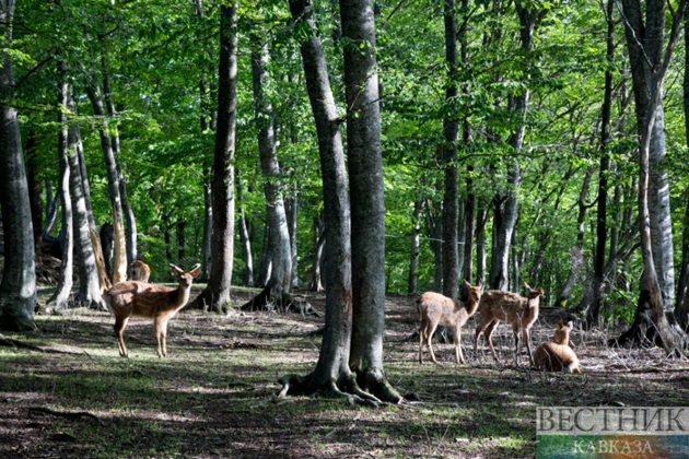 Two caucasian nature reserves rank in top 5